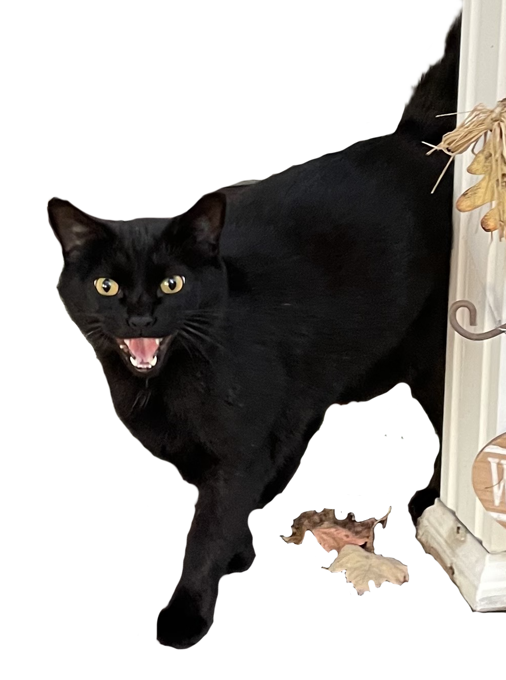 cat1